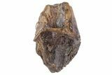 Triceratops Tooth Crown (Little Wear) - Montana #69127-1